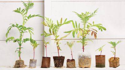 Comparing Biodegradable Plant Pots