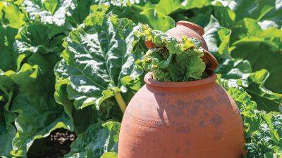 Rhubarb Forcing Pots
