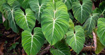 41 Exceptional Philodendron Varieties