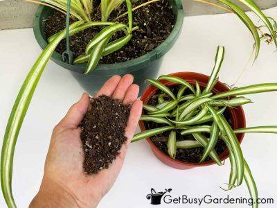How To Choose The Best Spider Plant Soil
