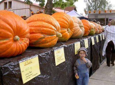 World Record Giant Pumpkin by Year