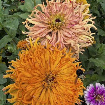 expanding the zinnia palette, with siskiyou seeds’ don tipping