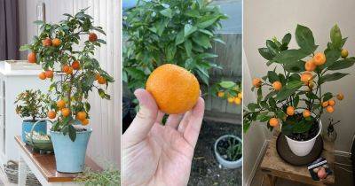 How to Grow an Orange Tree in Container | Orange Tree in Pot