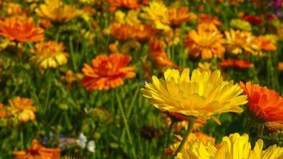 Growing and planting Marigolds: African and French Marigolds
