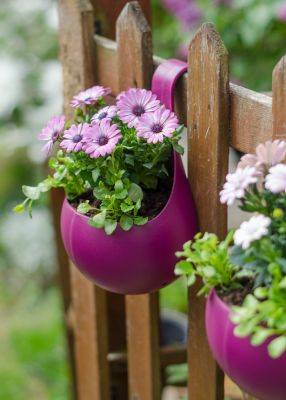 31 best low maintenance plants for outdoor pots, and how to take care of them