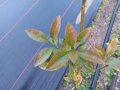 What Is It? Wednesday – Cold Damage on Citrus