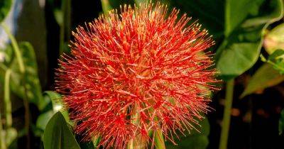 How to Grow and Care for Blood Lilies