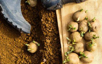 How to chit seed potatoes for an early crop