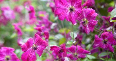How To Grow Clematis