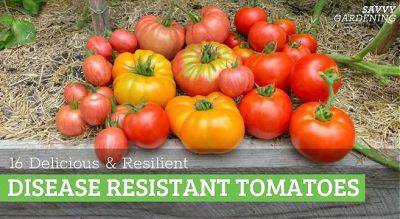 Disease Resistant Tomatoes: 16 Delicious and Resilient Varieties