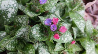 Lungwort for Winter Blooms