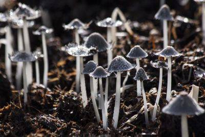How to grow Mushrooms