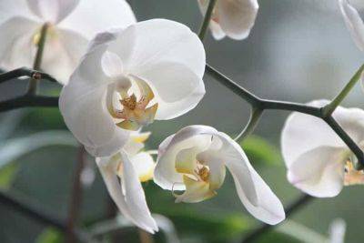 Gardening Guidance for Growing Orchids
