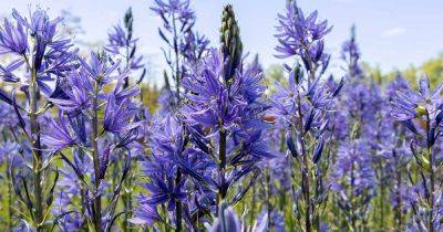 How to Grow and Care for Camassia (Wild Hyacinth)