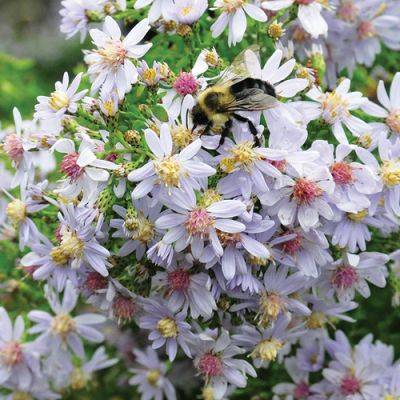 The Best Ground-Cover Plants for Attracting Pollinators