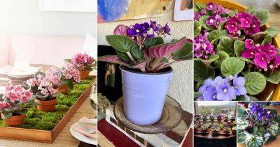 29 African Violets Display Ideas