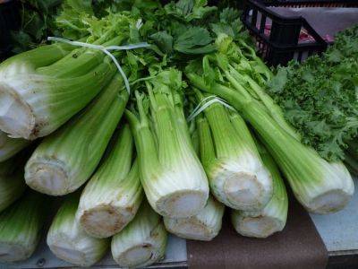 How to grow Collard Greens plants with celery seeds