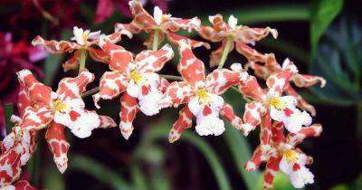 How to Grow and Care for Oncidium Orchids (Odontoglossum)