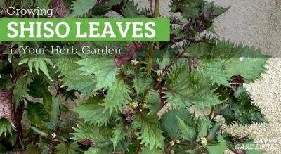 Growing Shiso: A Unique Flavor to Add to Your Herb Garden