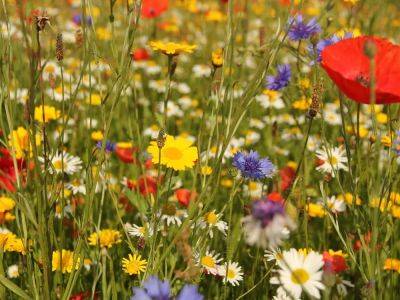Create a wild and wonderful garden with food and flowers