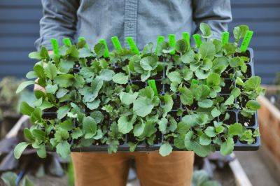Growing Vegetable Transplants at Home