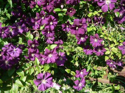 The Climbing Clematis Family