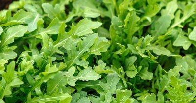 How to Identify and Treat 5 Common Arugula Diseases
