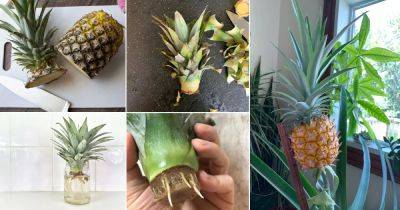 5 Best Ways to Propagate and Regrow Pineapples at Home