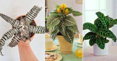 15 Eye-Catching Houseplants with Zebra Prints