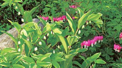 Feed Pollinators with These Cool-Season Plant Combinations