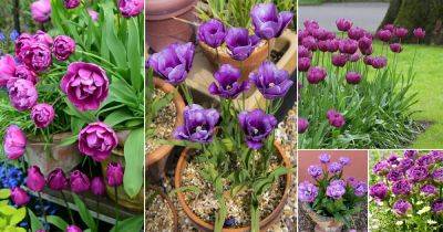 18 Best Purple Tulips Varieties