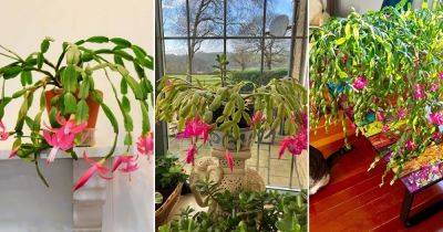 Christmas Cactus Meaning and Why Should You Grow It