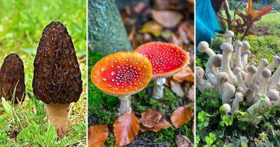 9 Mushrooms That Start With M