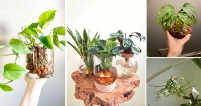 7 Different Ways to Grow Houseplants Without Soil