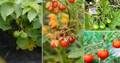 12 Fruits That Look Like Tomatoes