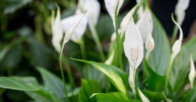 Peace Lily: How To Care For Peace Lily Plants