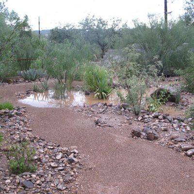 Water-Saving Tips for Southwestern Gardens