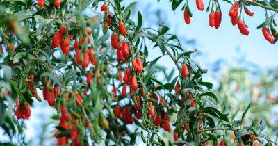 How to Grow and Care for a Goji Berry Plant