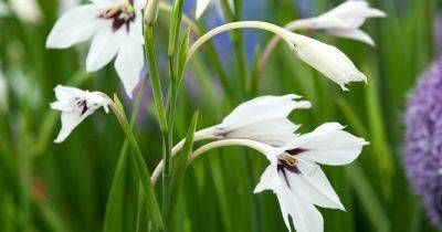 How To Grow And Care For Acidanthera