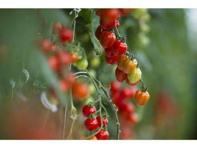 Caring for potted tomatoes in hot weather