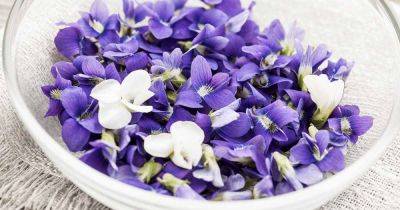 Are Violets Edible? How to Choose and Use These Sweet Treats