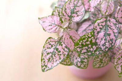 17 Pink Houseplants That Will Add A Pop Of Color To Your Home