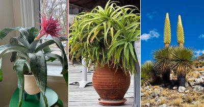 10 Plants That Look Like Pineapple Tops