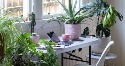 15 Best Office Plants