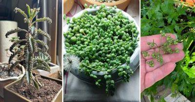 9 Indoor Plants That Self Seed