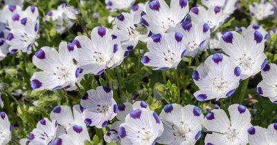 How to Grow Five Spot Flowers