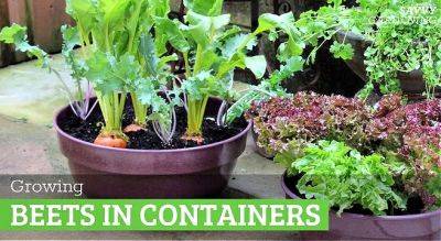 Growing Beets in Containers: A Step-by-Step Guide