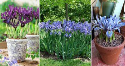 When Do Irises Bloom | How Long Do Iris Bloom