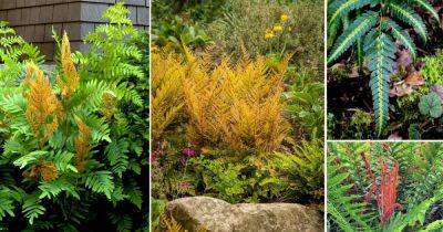 7 Best Yellow Ferns: Ferns that are Naturally Yellow and Orange