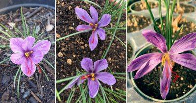 How to Grow Saffron in Pots